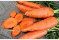 Катрин - морковь, Agri Saaten Германия фото, цена